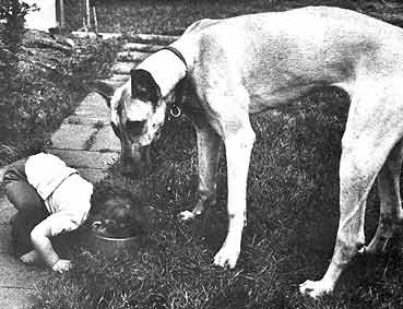 Great Dane Watching Kid Drink (Or Eat!)