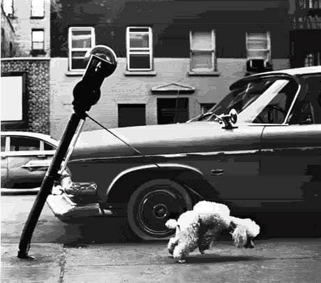 Poodle Pulling Meter Over