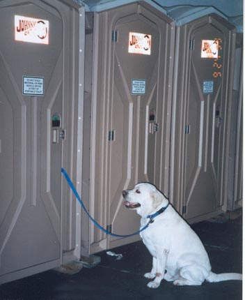 Golden Retriever On A Walk, Waiting For Owner To Potty