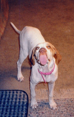 Dog Giving Rasberry