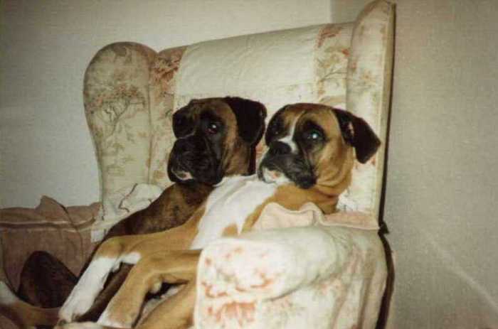 Bull Dogs Watching TV