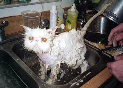 Wet Cat In Sink
